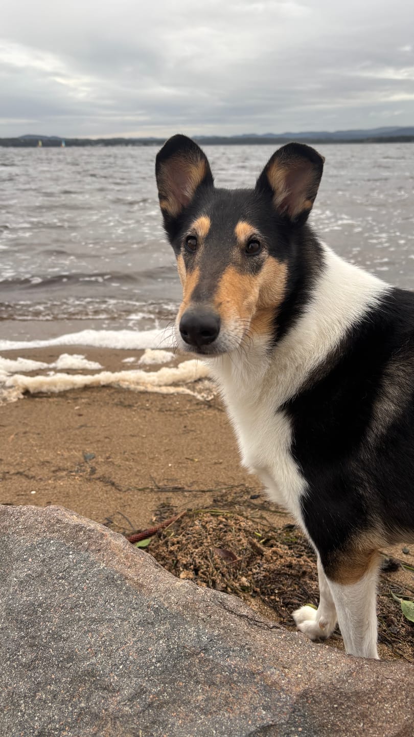 Customer photo review of Primal Raw Green Tripe | Immune & Digestive Health Dogs & Cats
