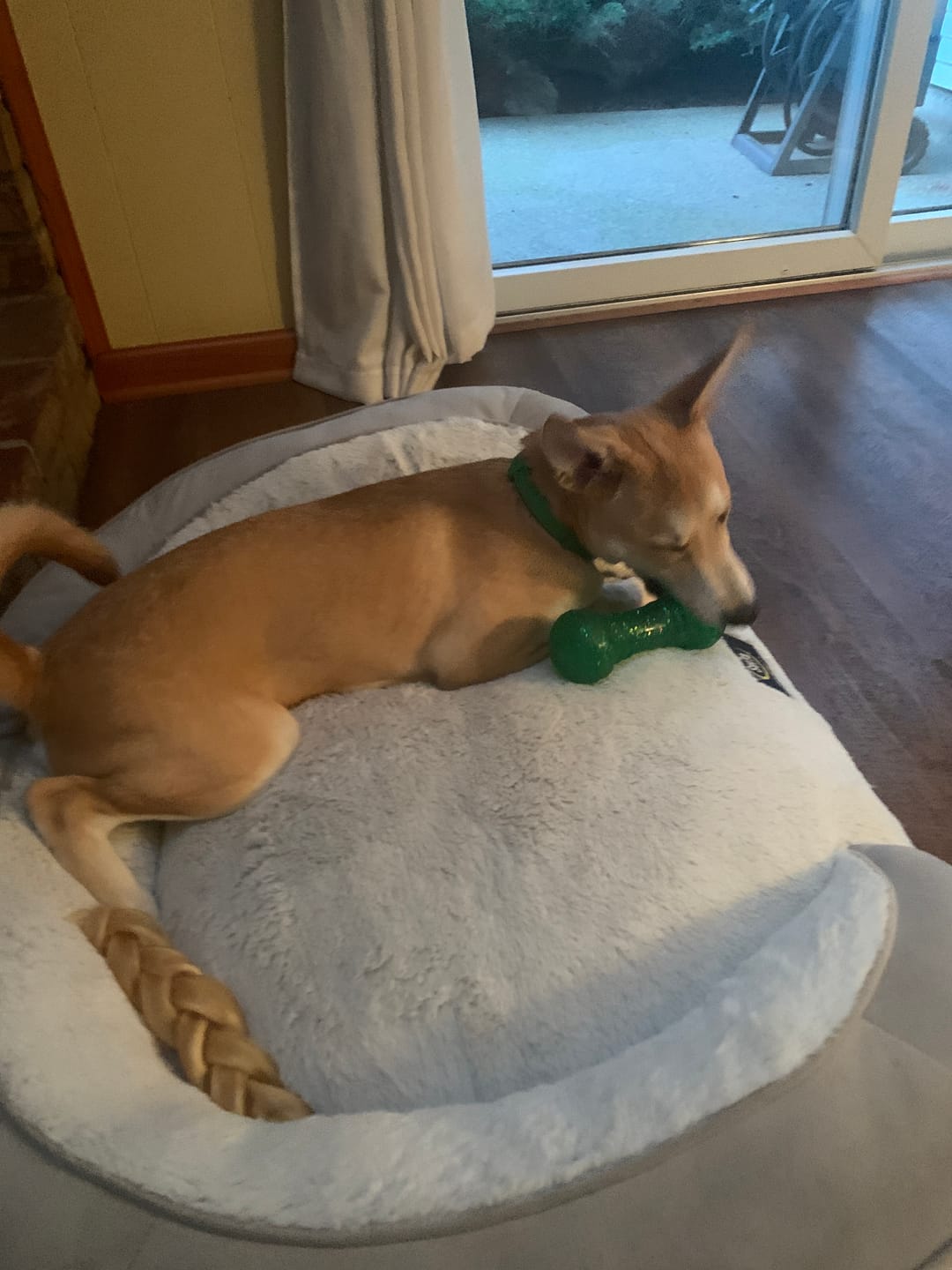 Customer photo review of FurLife Shipping Protection
