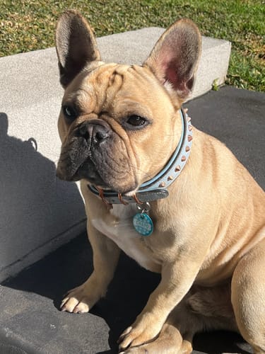 Customer photo review of Hand Made Leather Dog Collar - Imperial Baby Blue & Rose Gold (Slimfit)