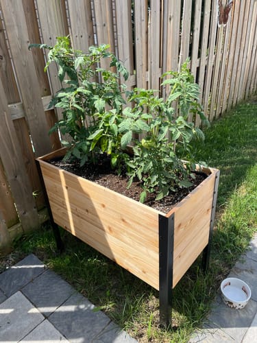 Customer photo review of 18" x 36" Raised Garden Bed - 30" TALL