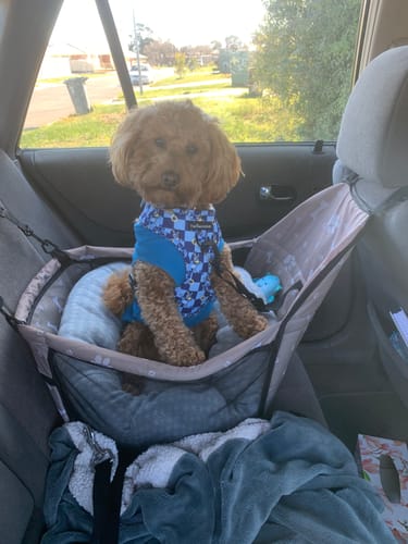 Customer photo review of HARNESS ADJUSTABLE - TRUE BLUEY