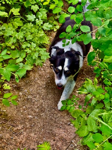 Customer photo review of Freedom Joint Chews