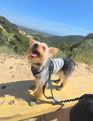 Customer photo review of WagWellies® Mojave