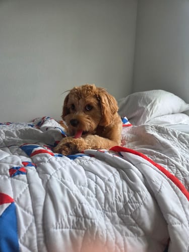 Customer photo review of 4-Stick Yak Chew Pack – Mint, Banana, Strawberry & Pumpkin
