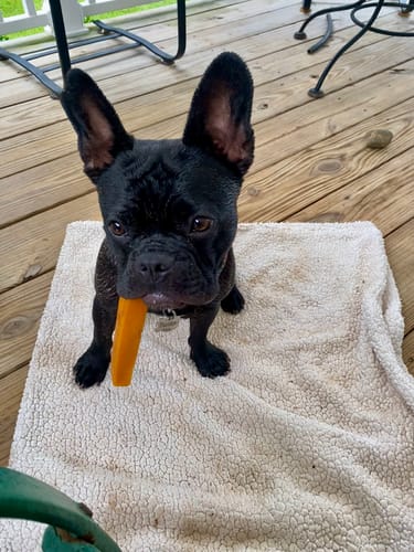 Customer photo review of Pumpkin Yak Chews