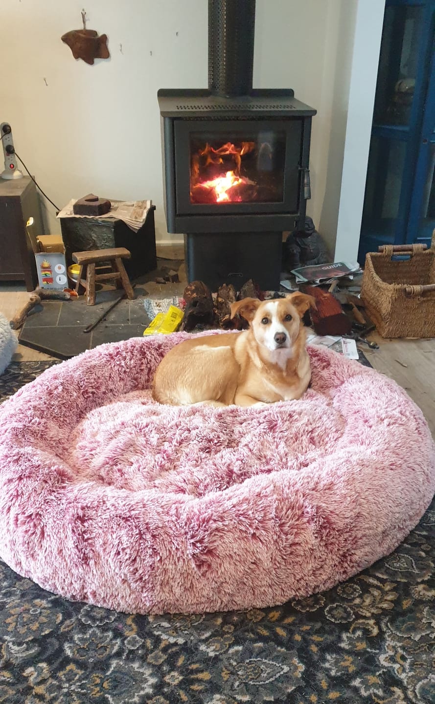 Customer photo review of PaWz Premium Calming Pet Bed with Removable Cover