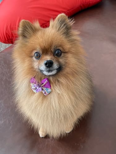 Customer photo review of FunFunPet 高機能ハーネス（お名前タグ作成サービス付き）