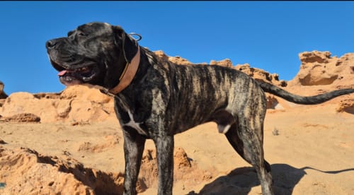 Customer photo review of Hand Made Leather Dog Collar - Classic Buckskin (Wide Fit)