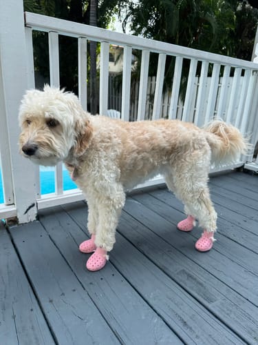 Customer photo review of WagWellies® Mojave