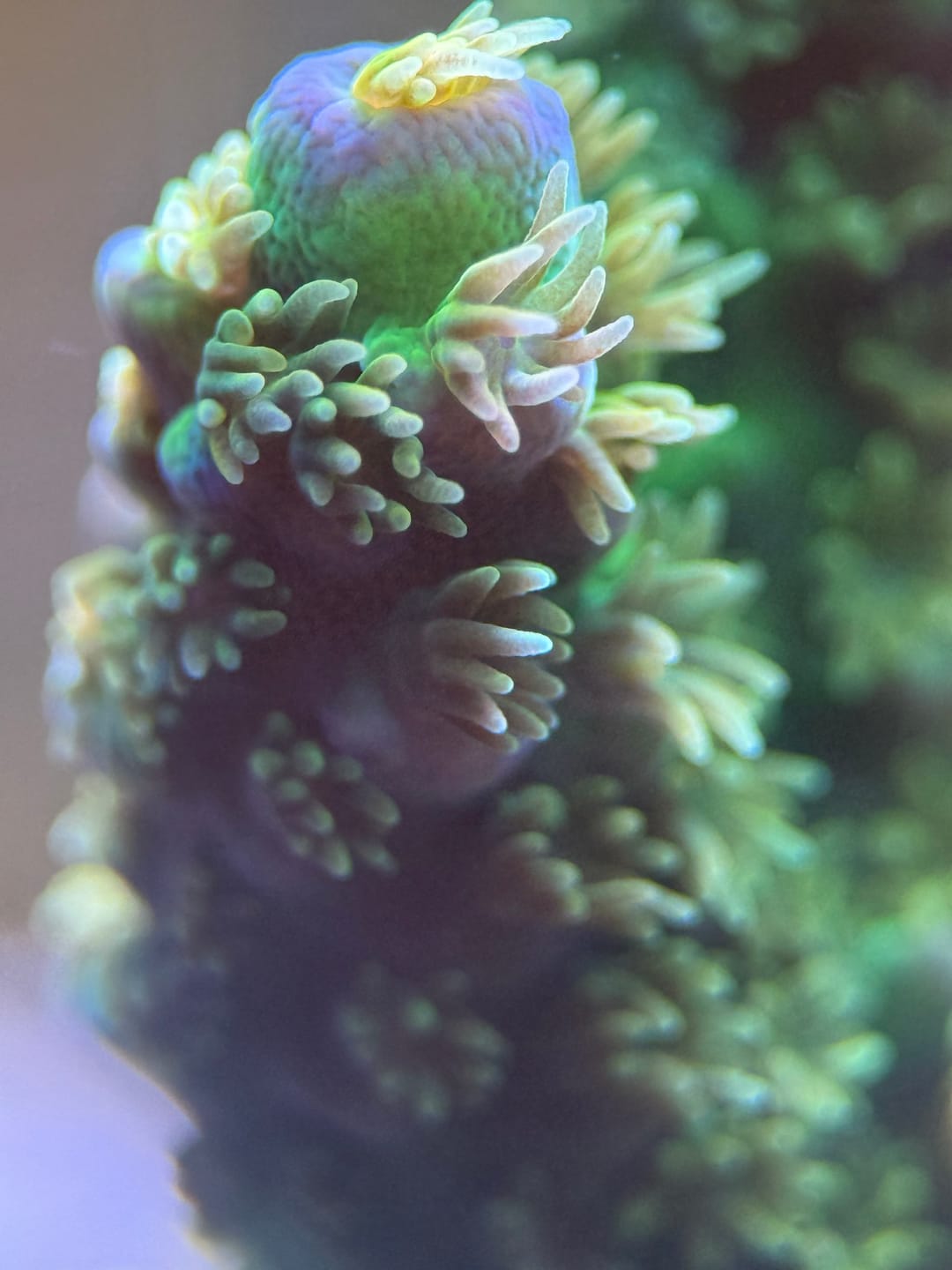 Customer photo review of Pro Series - Macro Lens
