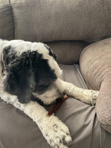 Customer photo review of 12" Gullet Sticks For Dogs