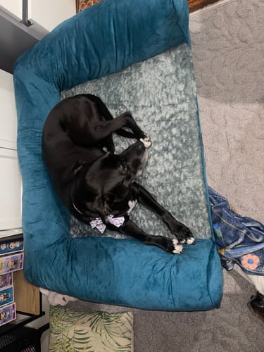 Customer photo review of PaWz Premium Pet Sofa Bed