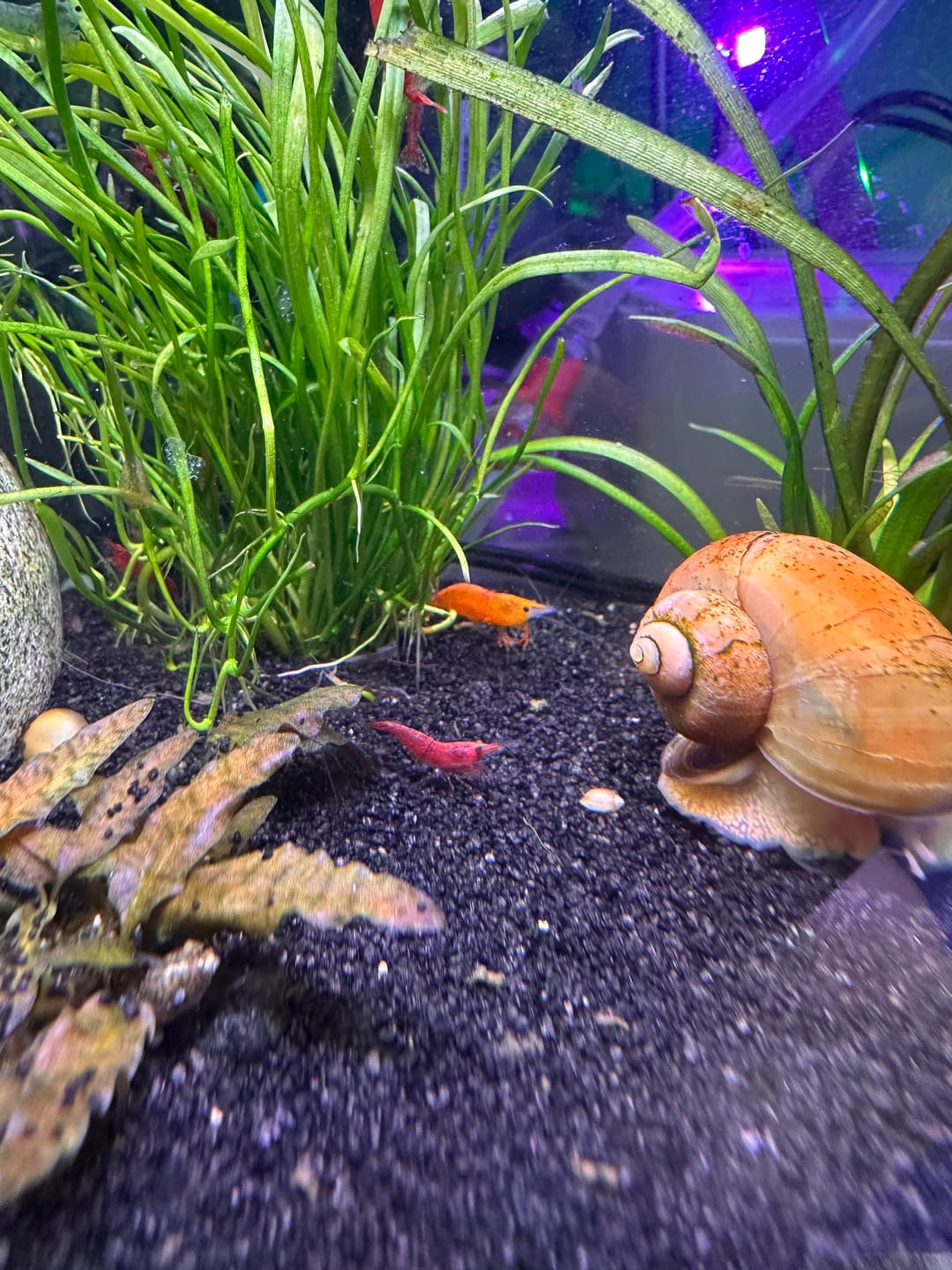 Customer photo review of Fourth Of July Shrimp Pack