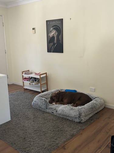 Customer photo review of PaWz Premium Pet Orthopaedic Bed