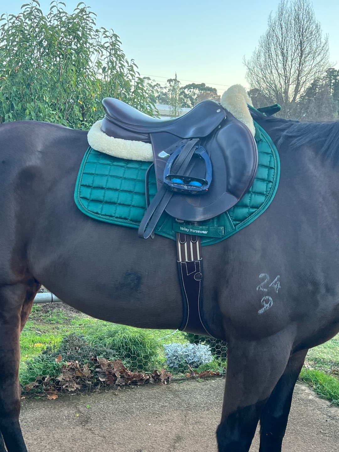 Customer photo review of Kentaur ‘Monaco’ Girth