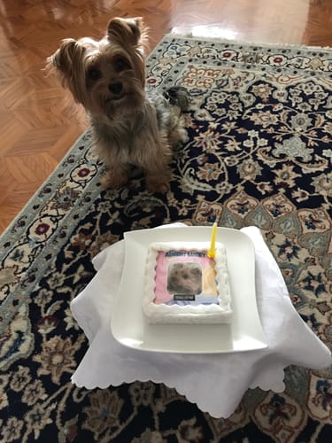 Customer photo review of Fotogenica Torta Per Cani CON FOTO e NOME