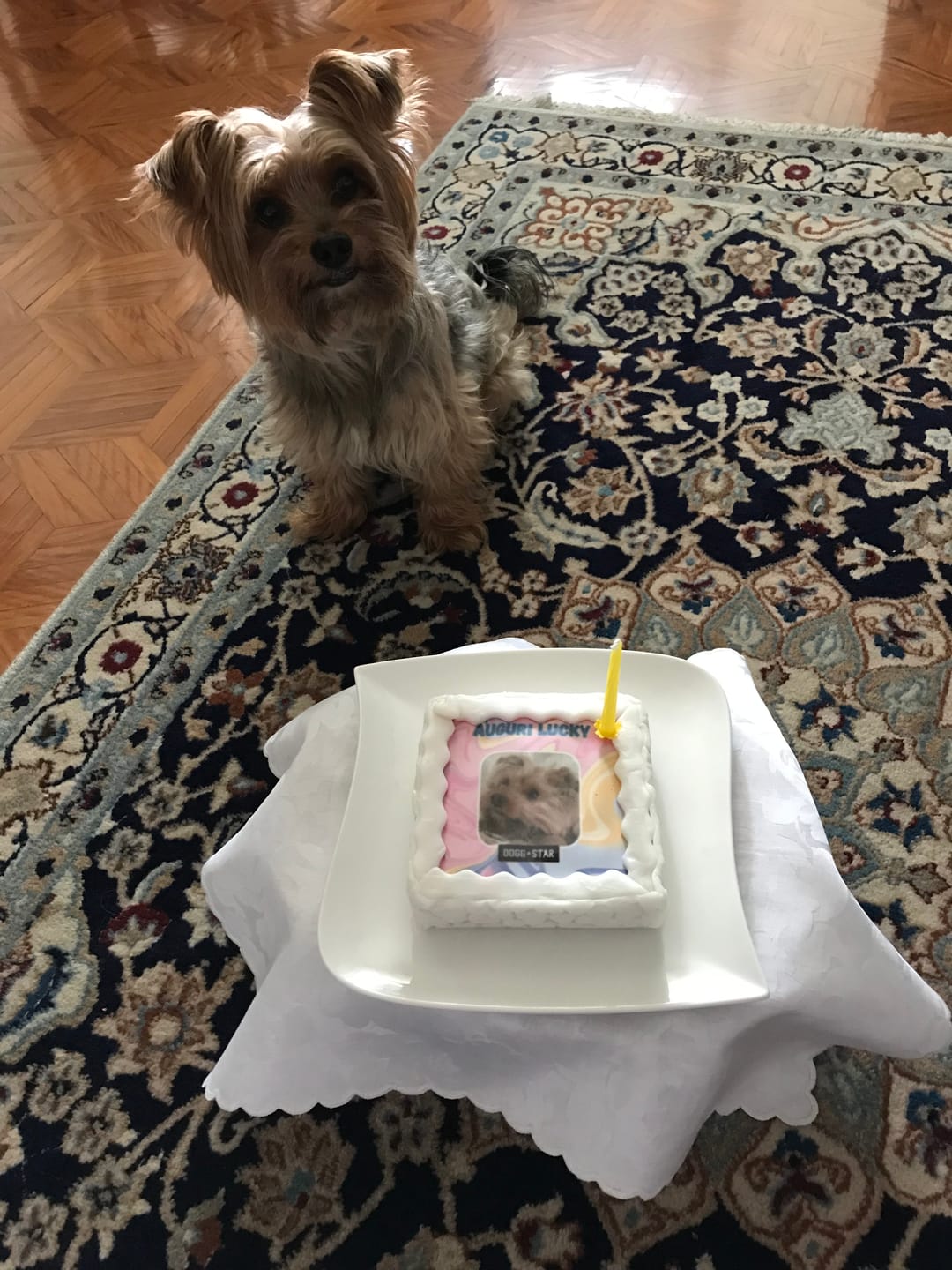 Customer photo review of Fotogenica Torta Per Cani CON FOTO e NOME
