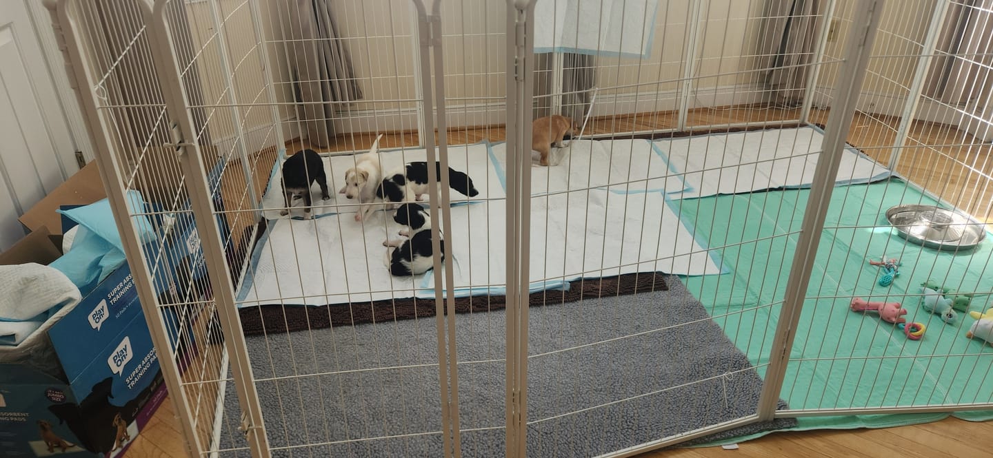 Customer photo review of Homeplus Dog Playpen for Indoor Use