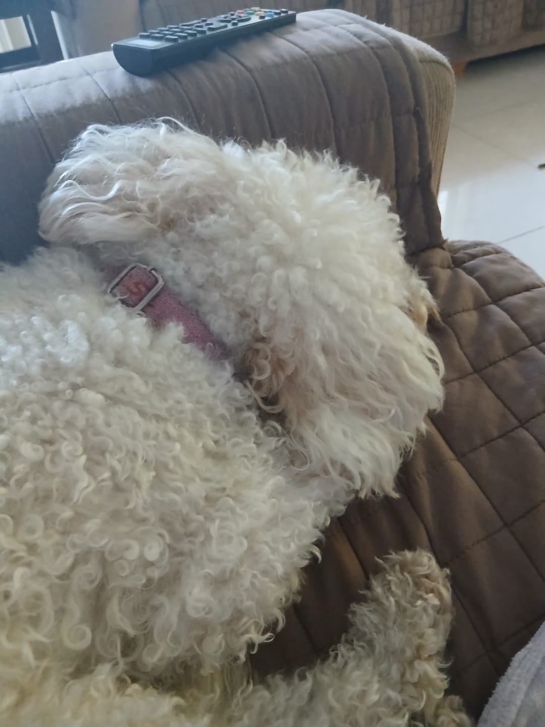 Customer photo review of Turkey Necks | Raw Meaty Bones for Dogs