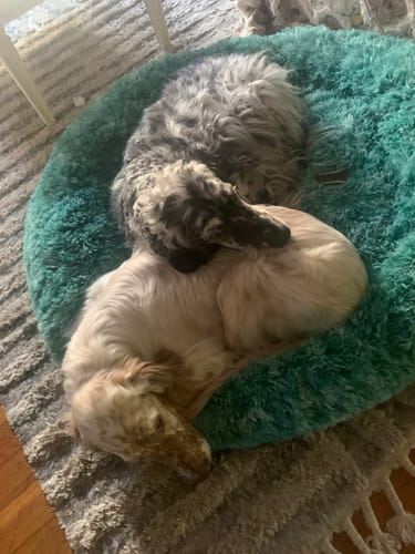 Customer photo review of Cover For PaWz Calming Pet Bed