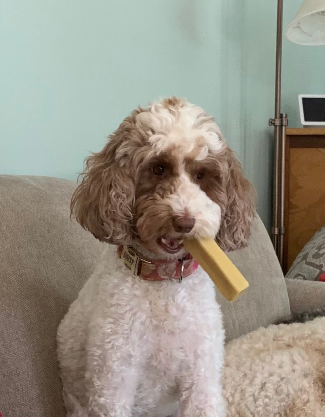 Customer photo review of Bully Sticks 6-Inch Monster