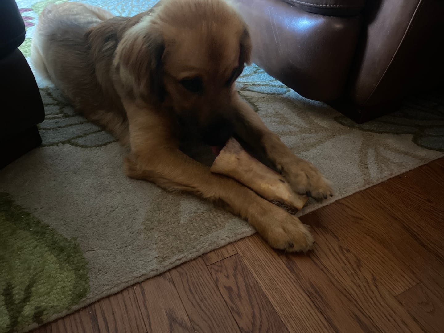 Customer photo review of Smoked Beef Marrow Bones