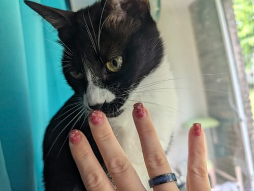 Jessica G. review of UV Gel: Dipped In Blooms image 1 out of 1