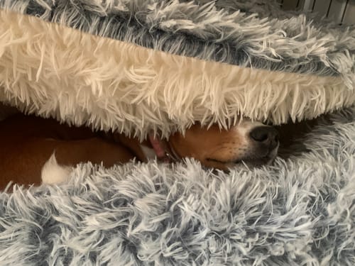 Customer photo review of Super Plush Cove Bed