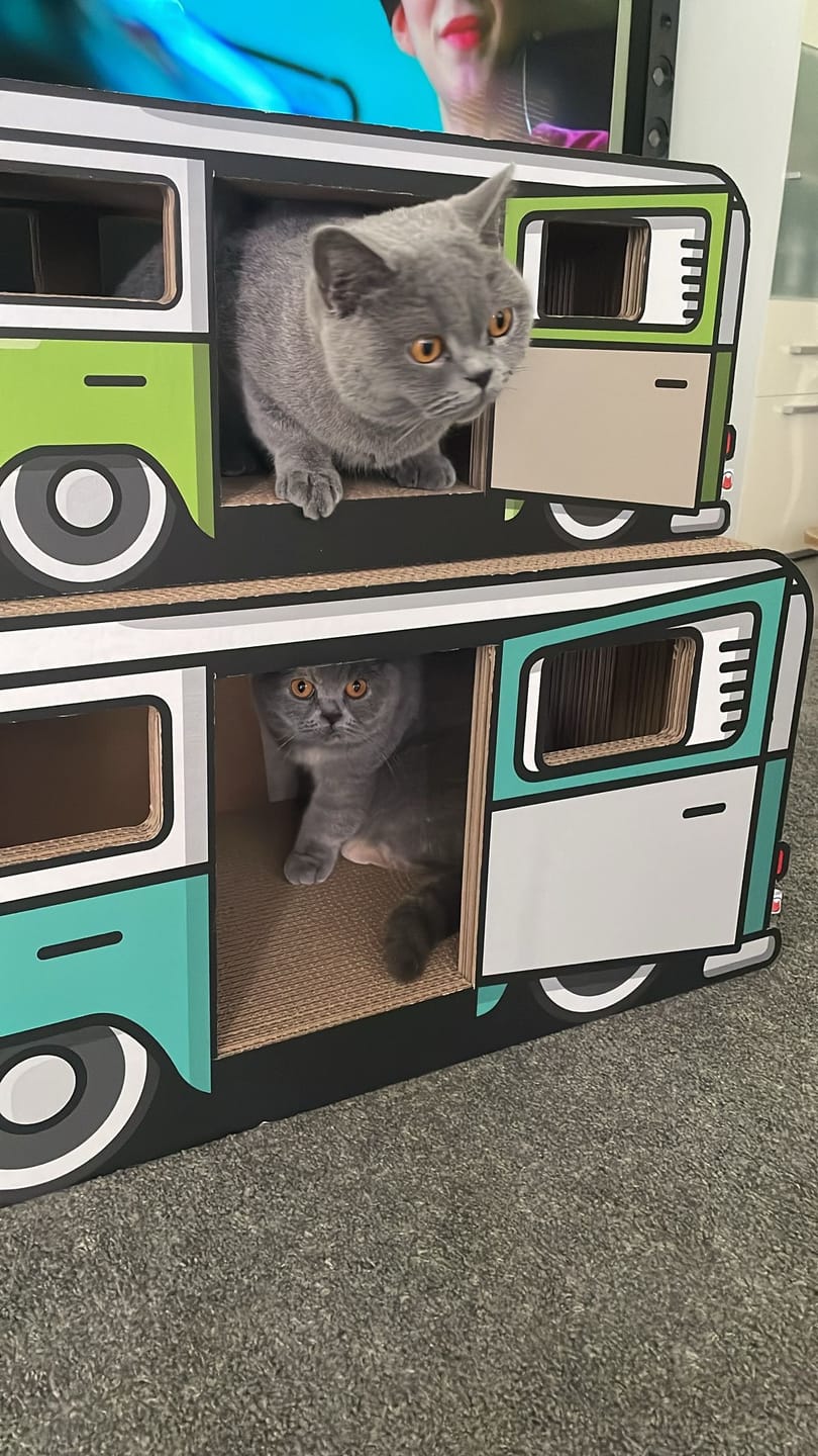 Customer photo review of KratzCamper XXL