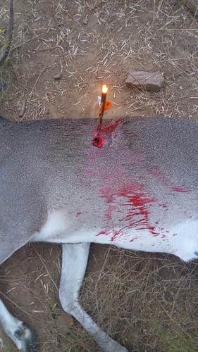 Customer photo review of Titanium Broadheads