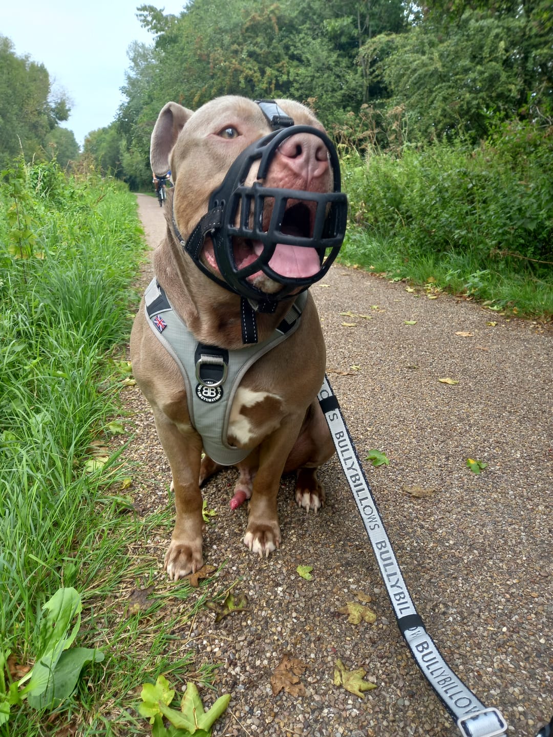 Customer photo review of Anti Pull Hurricane Harness - With Handle - Grey