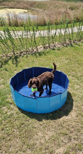 Customer photo review of Hundepool 100x30 cm.
