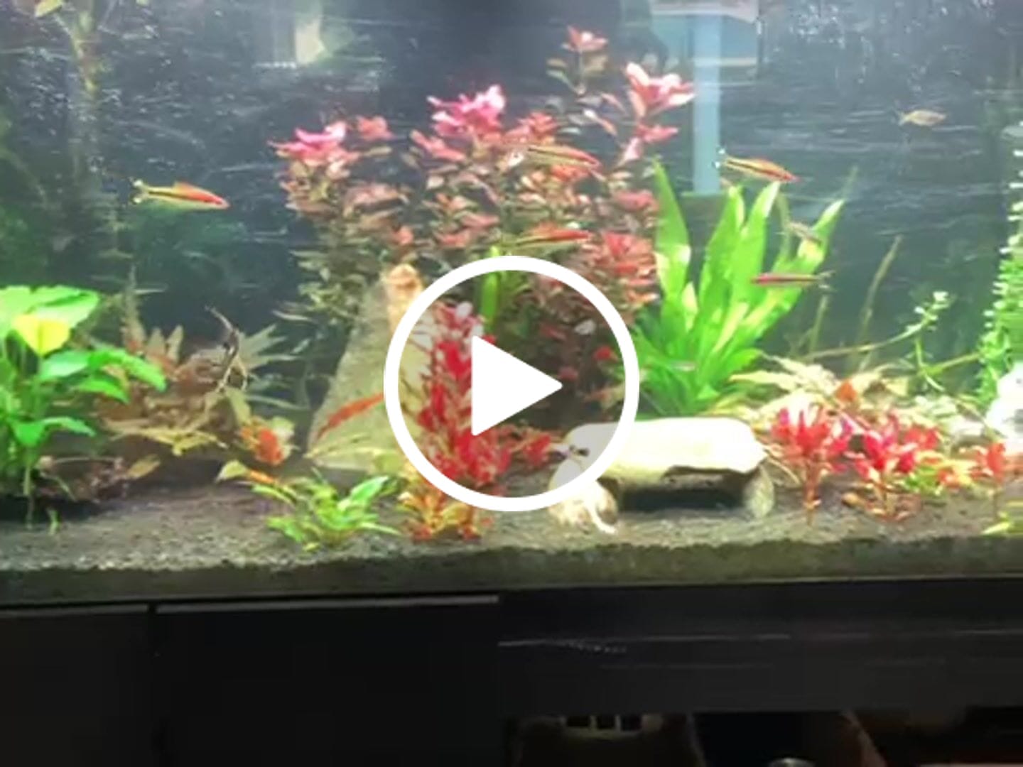 Customer video review of Chihiros WRGB II Pro LED Light