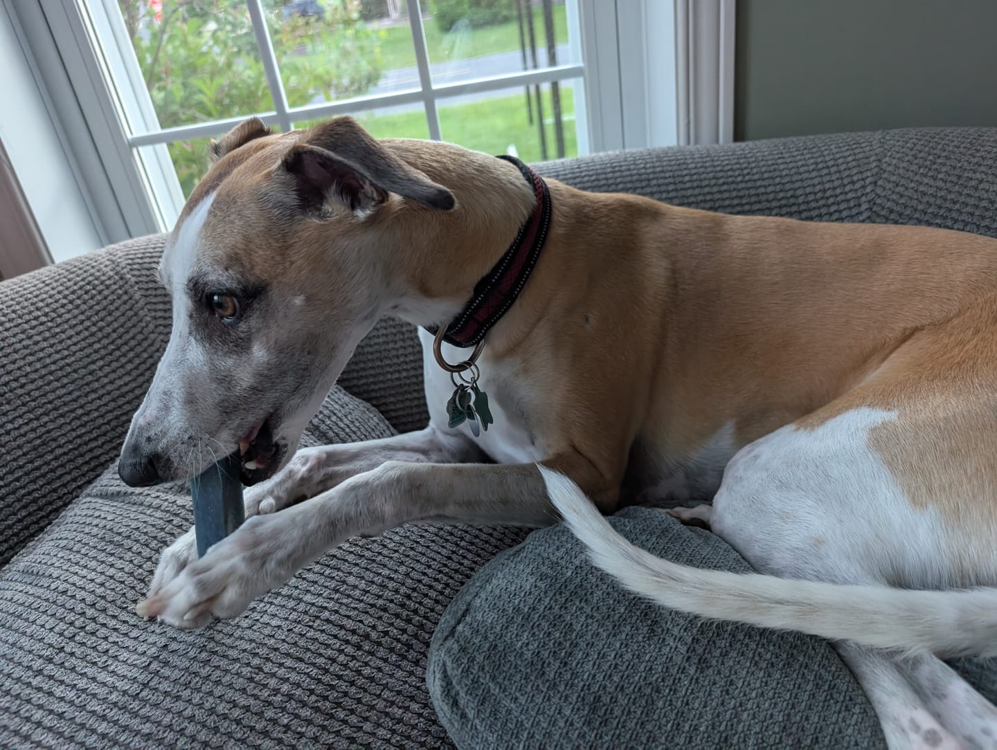 Customer photo review of Blueberry Himalayan Yak Chew (MEDIUM)