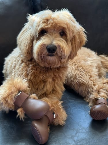 Customer photo review of WagWellies® by wagwear