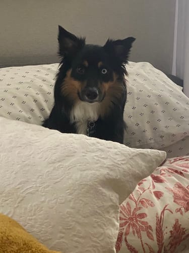 Customer photo review of 100mg Caffeine - Classic - SuperCharged Honey (20-Pack)