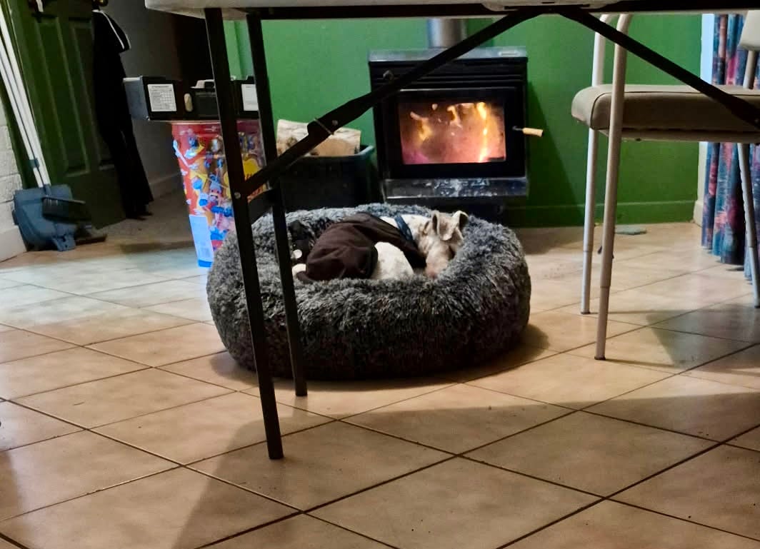Customer photo review of PaWz Premium Calming Pet Bed with Removable Cover