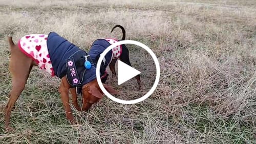 Customer video review of 本物そっくり♪ペットフェイスバッグ