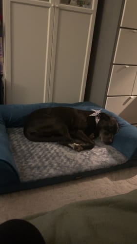 Customer photo review of PaWz Premium Pet Sofa Bed