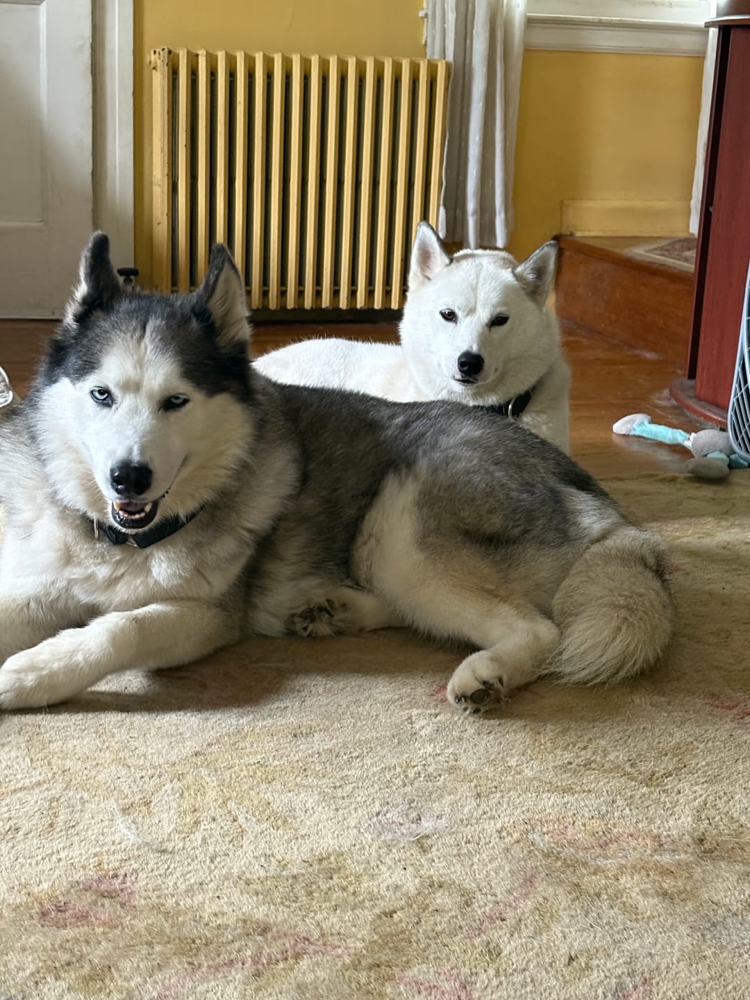 Customer photo review of Regular Bully Sticks