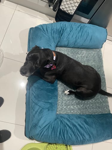 Customer photo review of PaWz Premium Pet Sofa Bed
