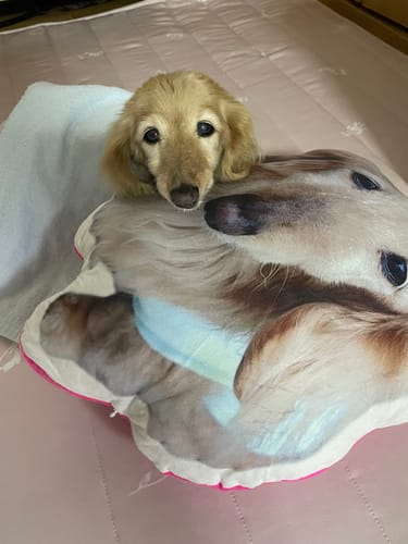 Customer photo review of 本物そっくり♪ペットクッション
