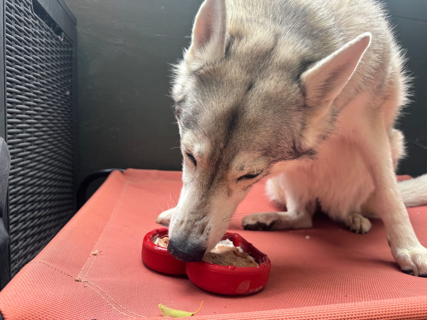 Customer photo review of Bone Refills Dog Meat 90 Grams (4 Pack)®