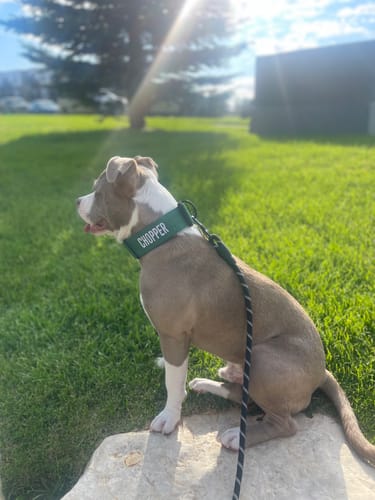 Customer photo review of Green Bully Proof Collar