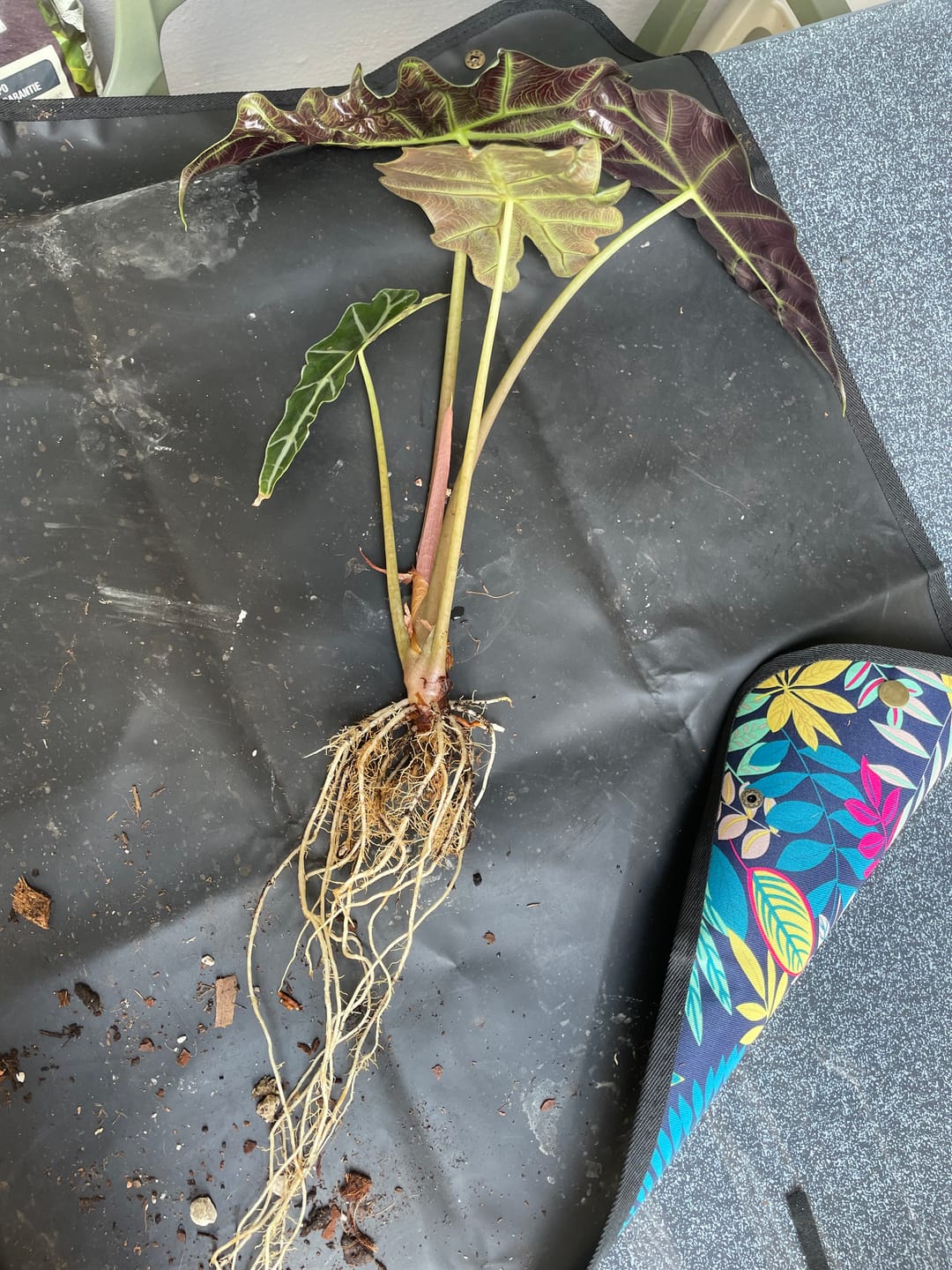 Customer photo review of HPE - Hesi Houseplant Elixir