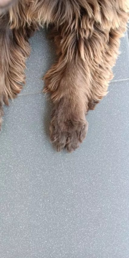 Customer photo review of GroomZen - Stille Professionele Tondeuse