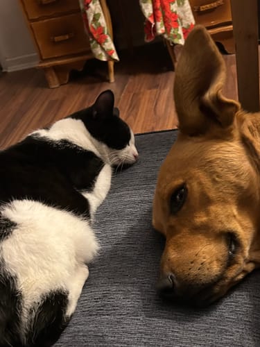 Customer photo review of Smoked Beef Marrow Bone