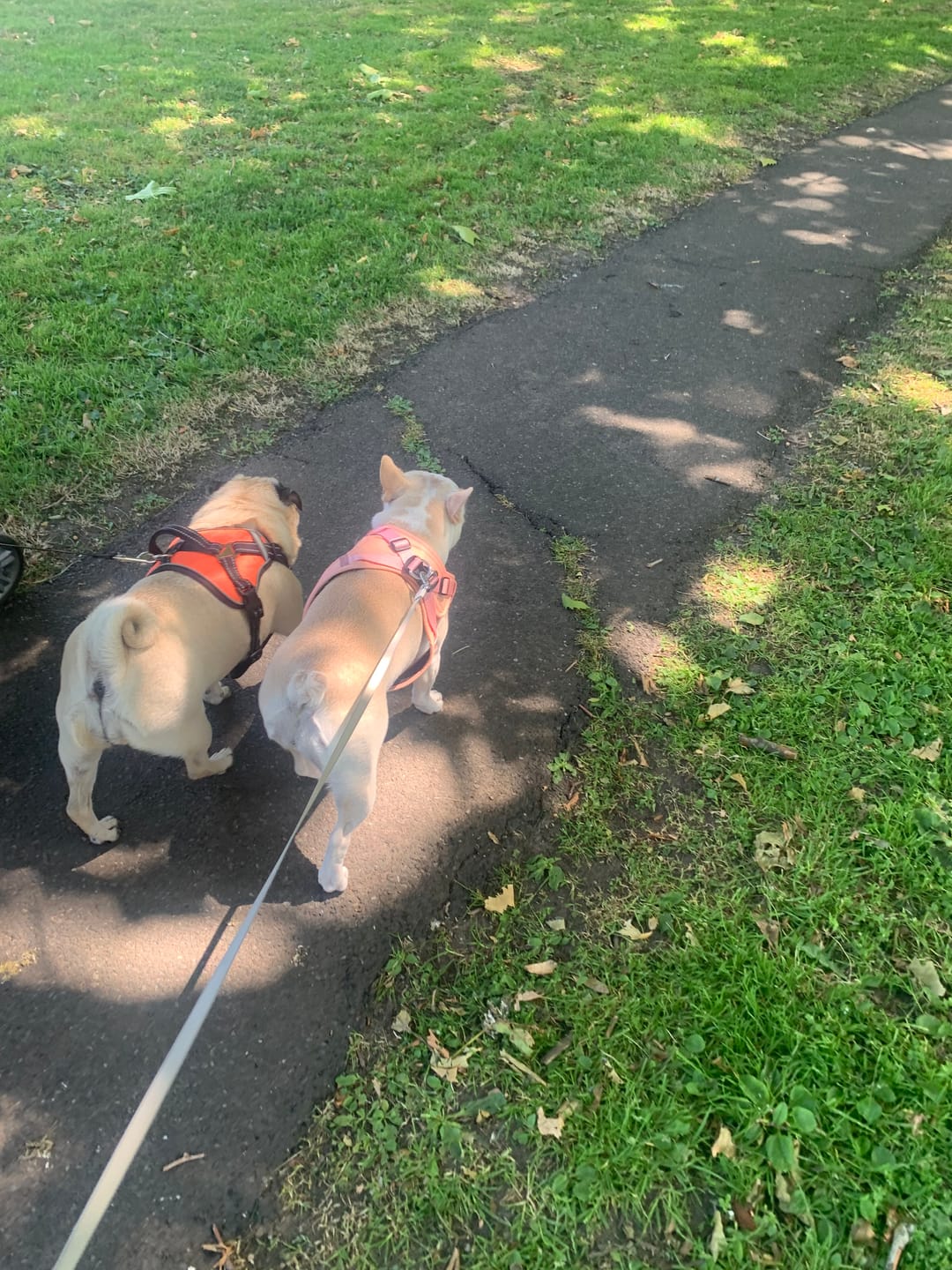 Customer photo review of Boomerang Harness - XS-M Breeds - Pink