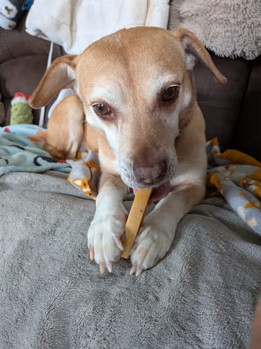 Customer photo review of Yak Chew Pack – 6 Flavor-Infused Sticks