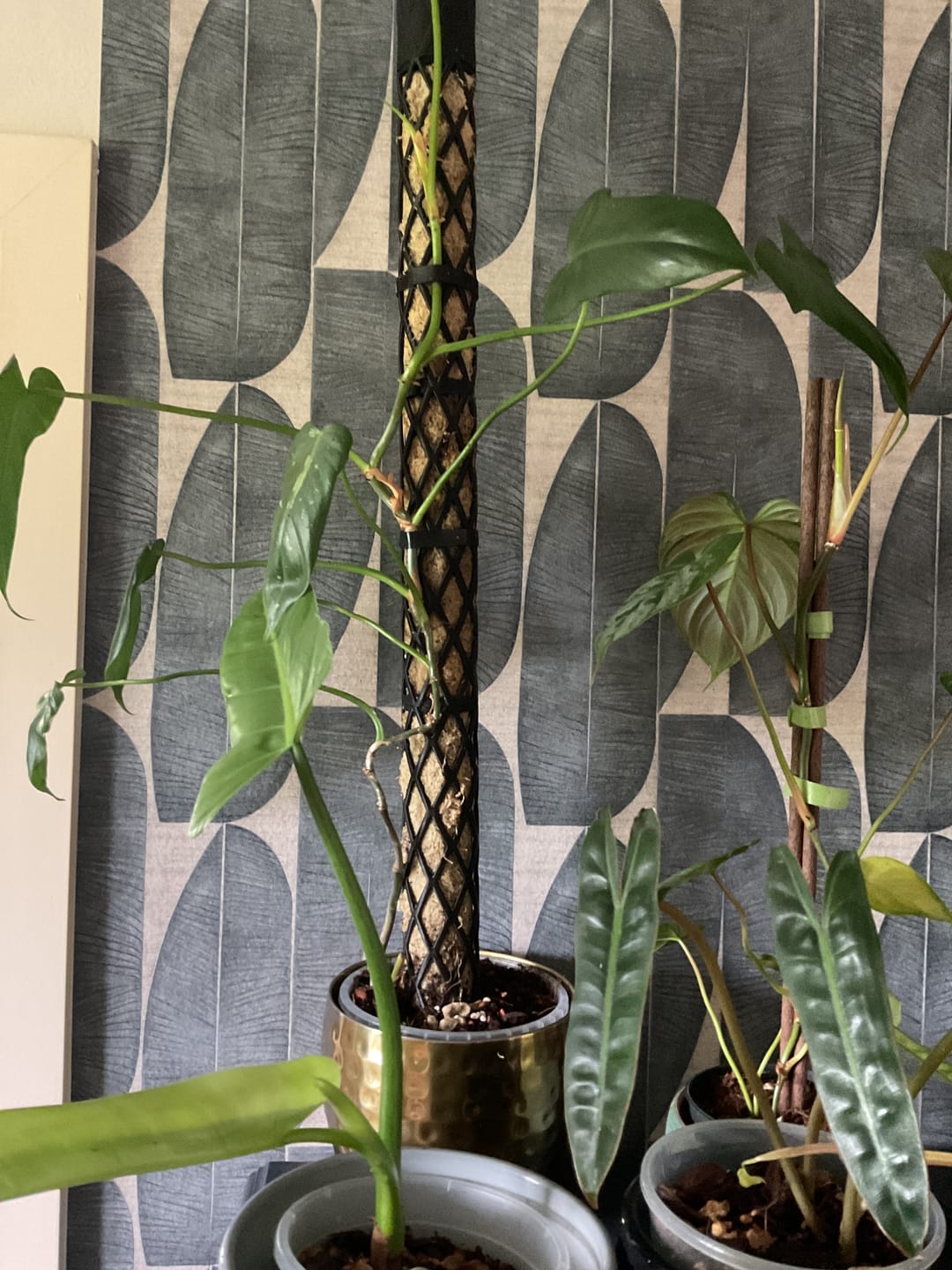 Customer photo review of Komplett Set Rankstab Rankhilfe für Zimmerpflanzen Ø 5